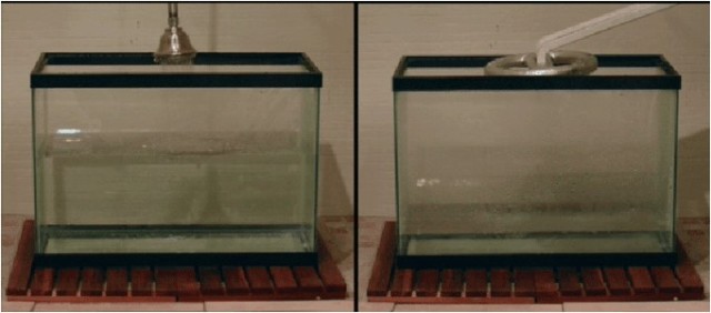 So sánh mức nước tiêu thụ giữa sen Nebia và sen thường